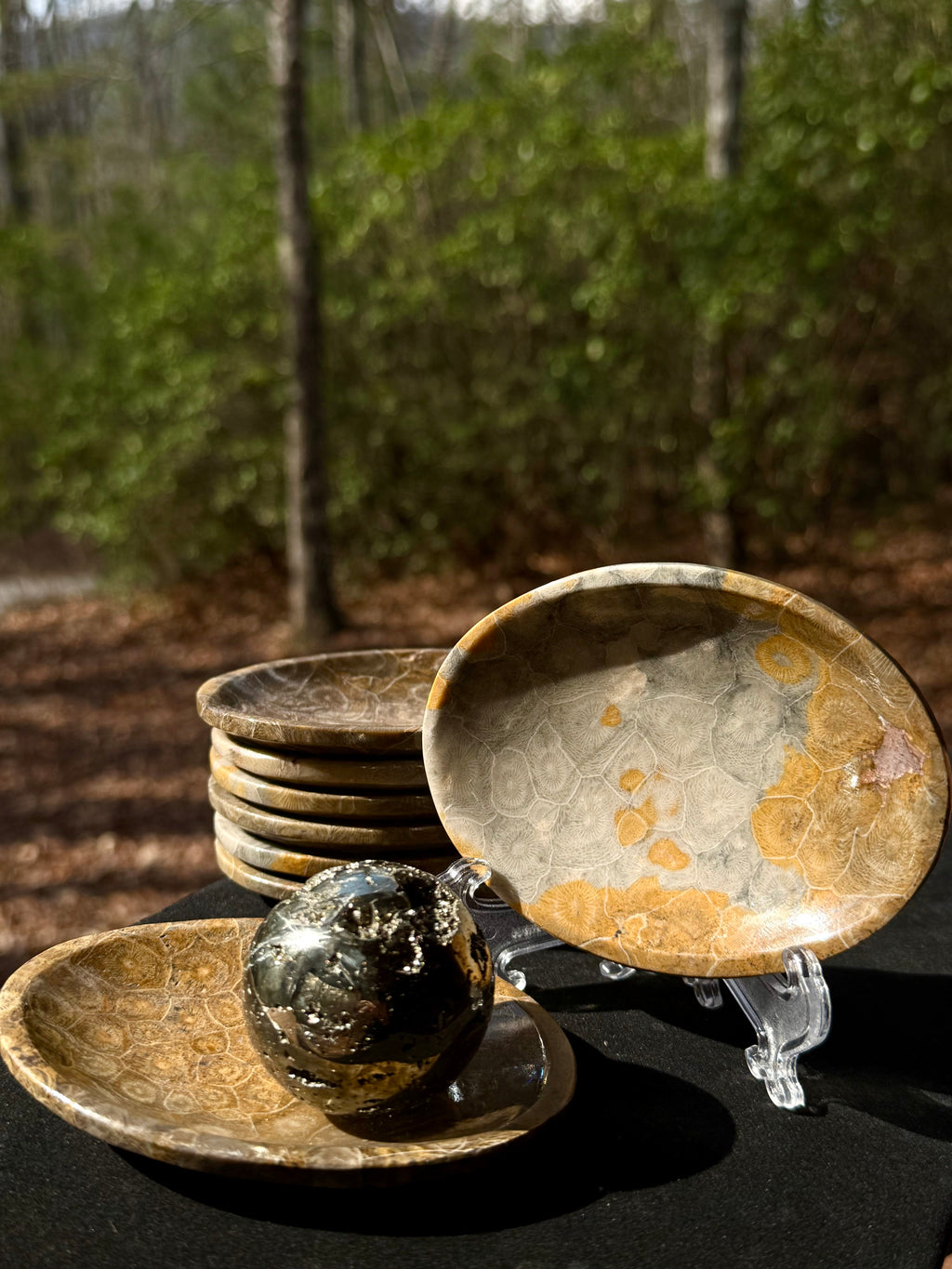 Fossilized coral dish