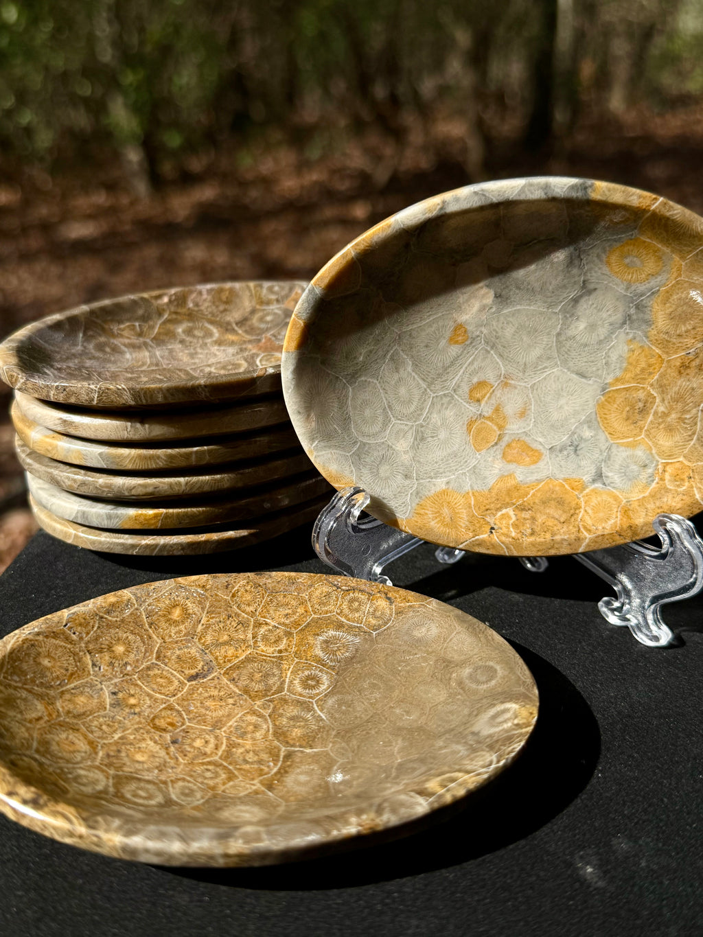 Fossilized coral dish