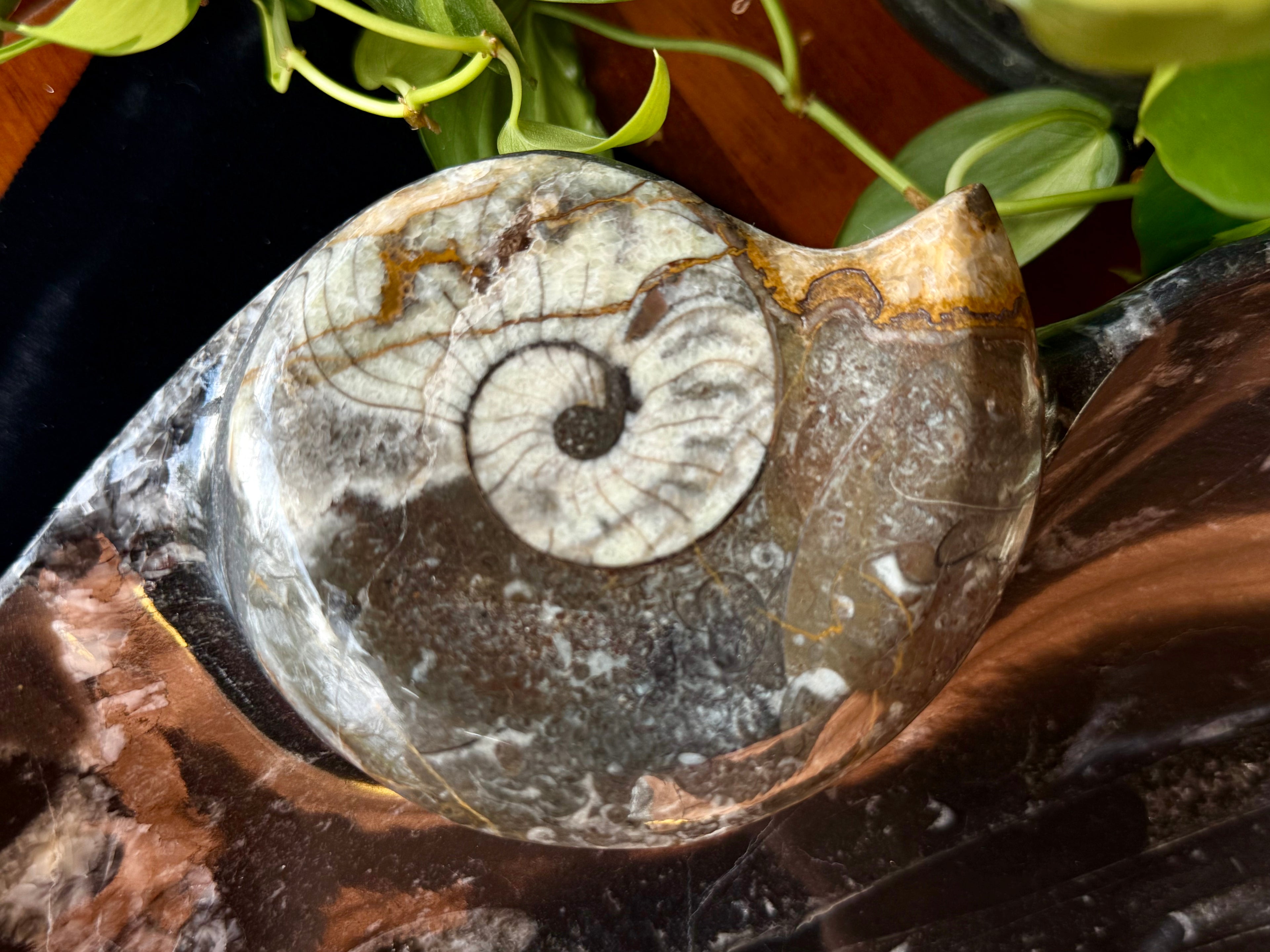 Ammonite bowls