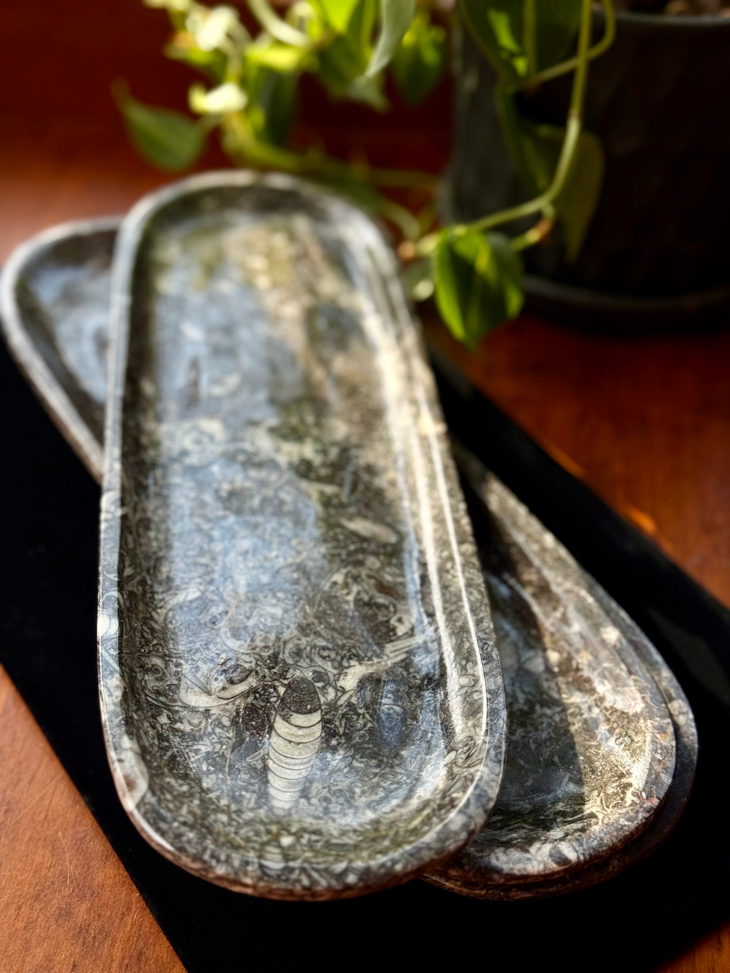 Ammonite & Orthoceras fossil tray
