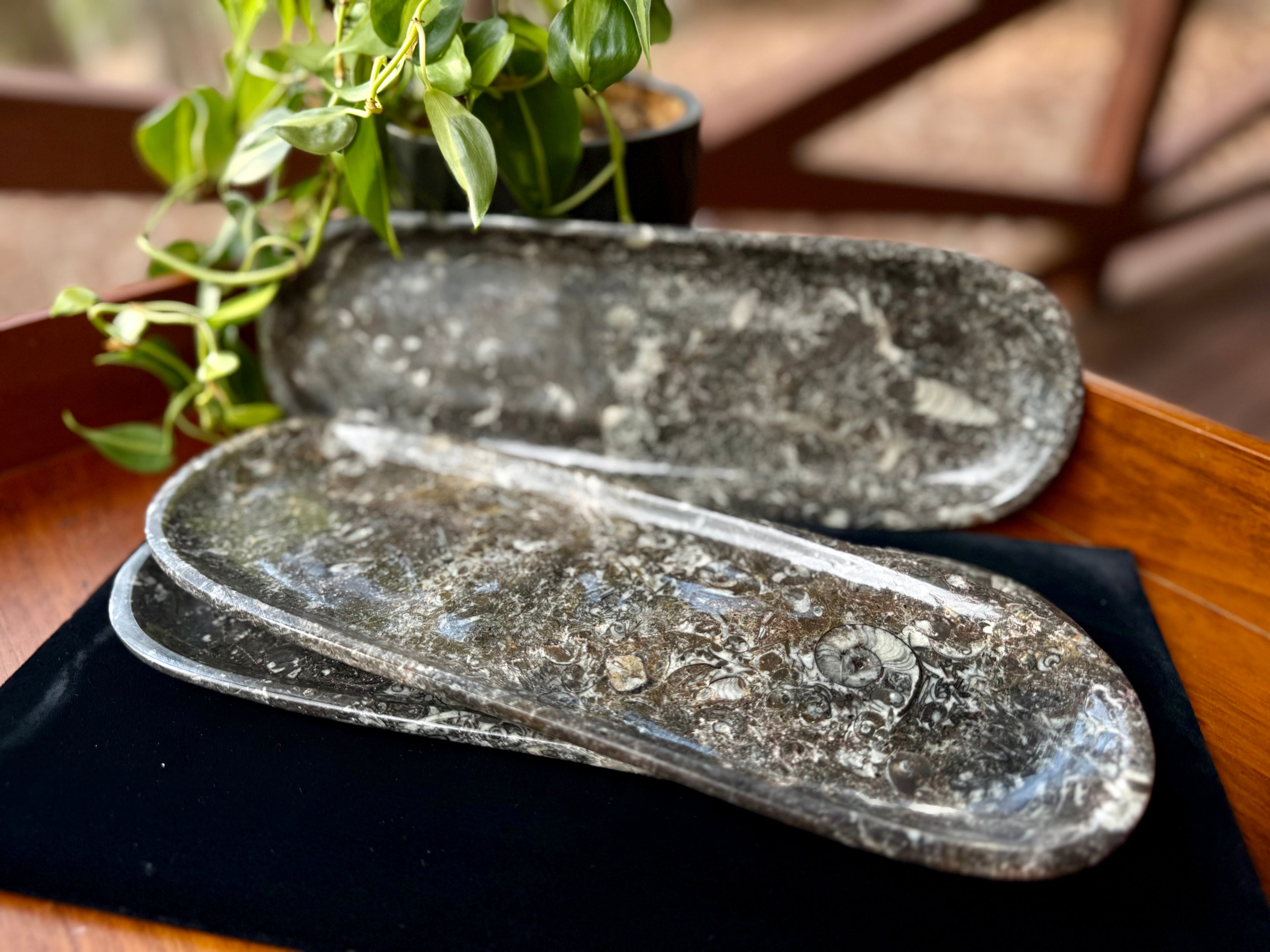 Ammonite & Orthoceras fossil tray