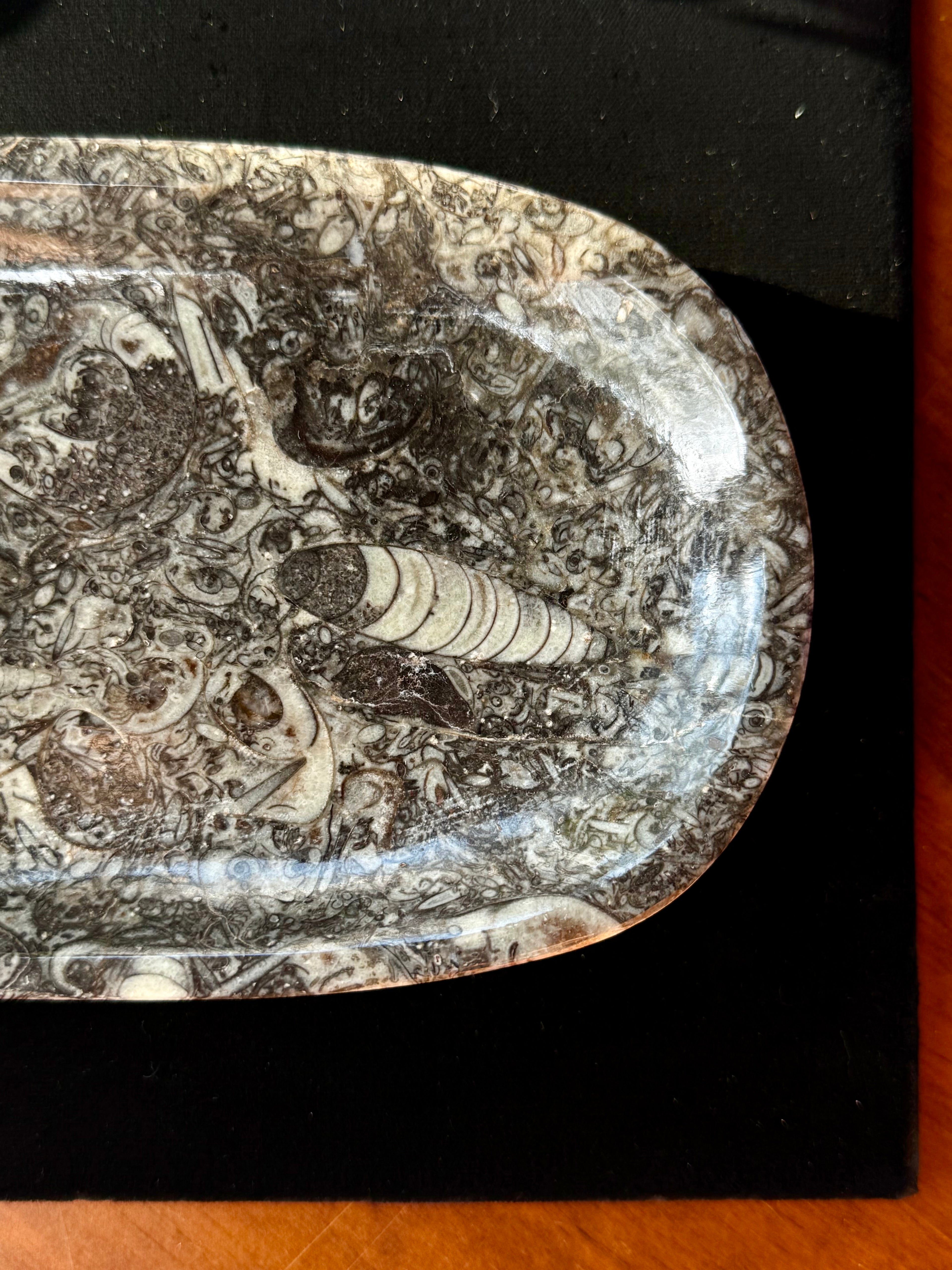 Ammonite & Orthoceras fossil tray