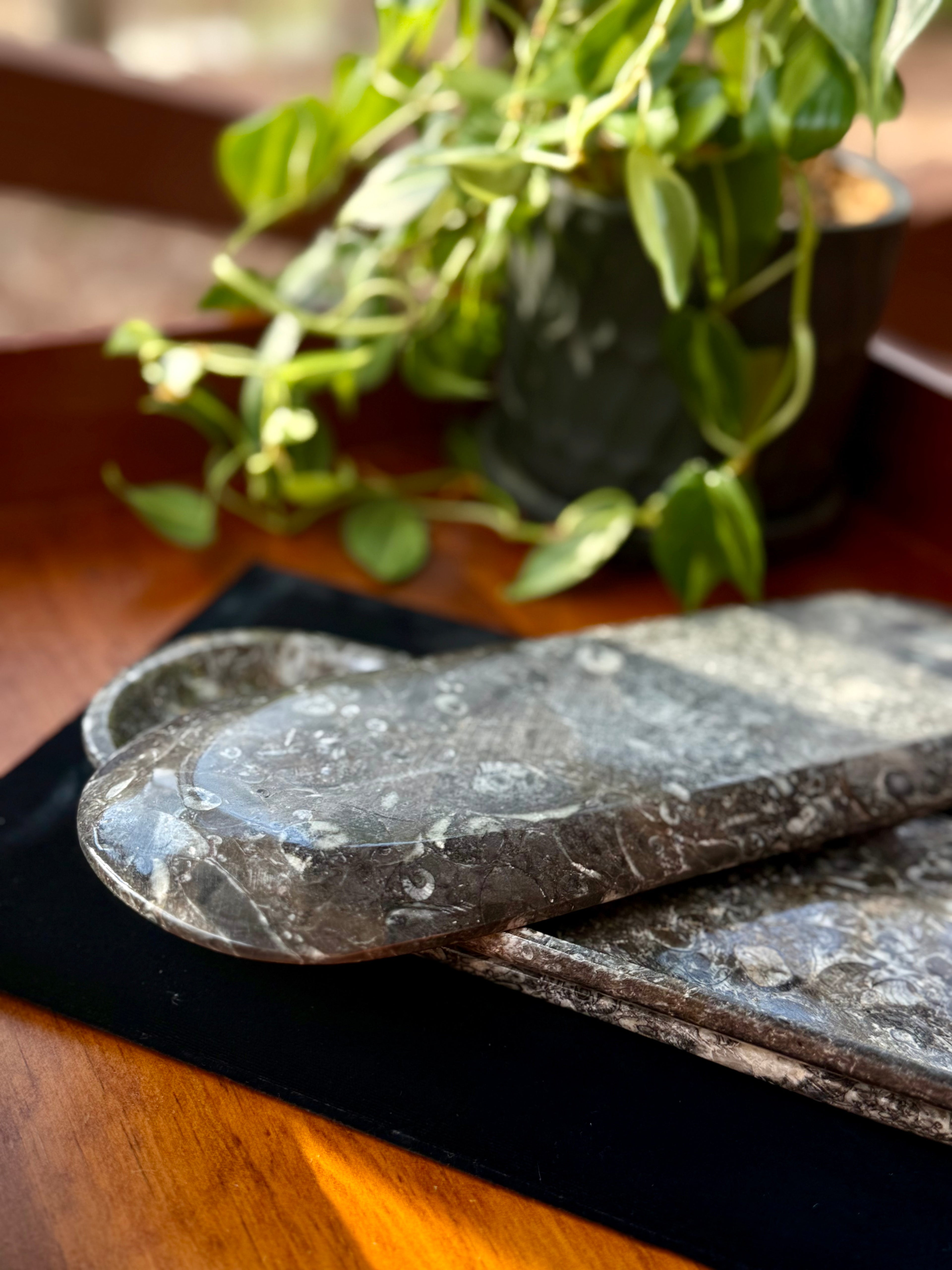 Ammonite & Orthoceras fossil tray