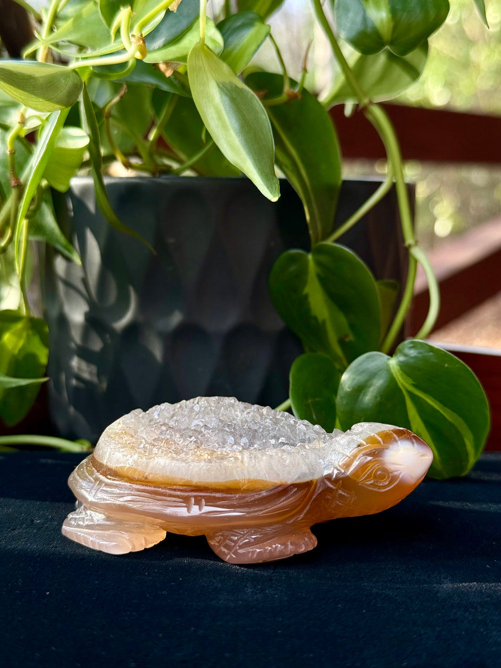 Peruvian agate turtles & frogs