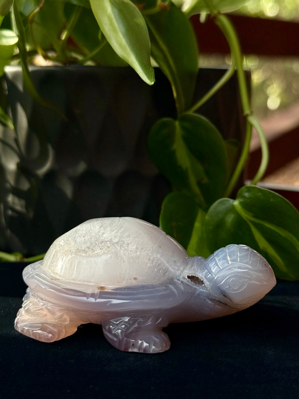 Peruvian agate turtles & frogs