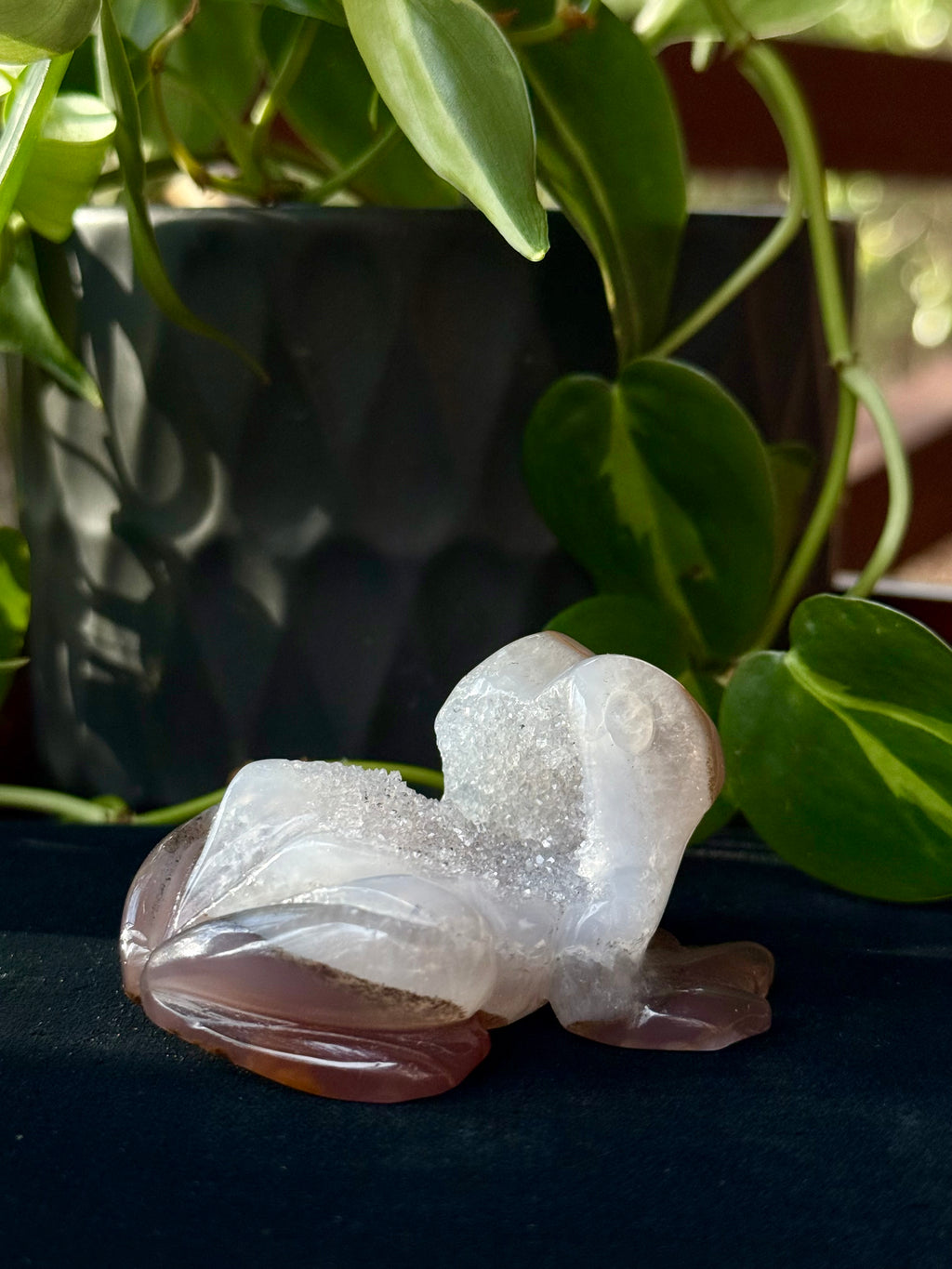 Peruvian agate turtles & frogs