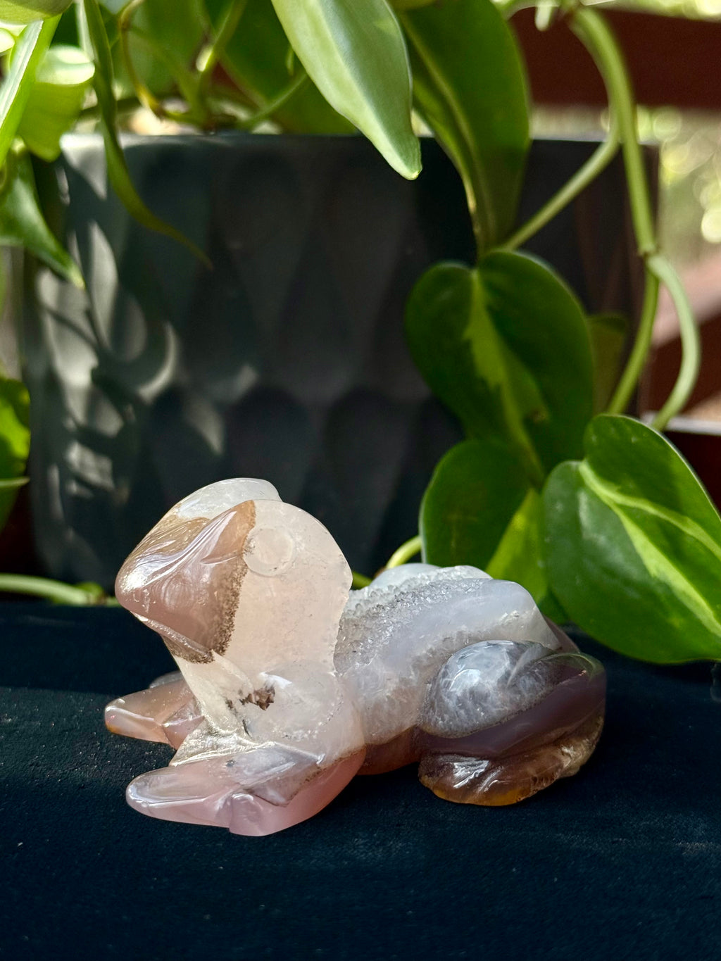 Peruvian agate turtles & frogs
