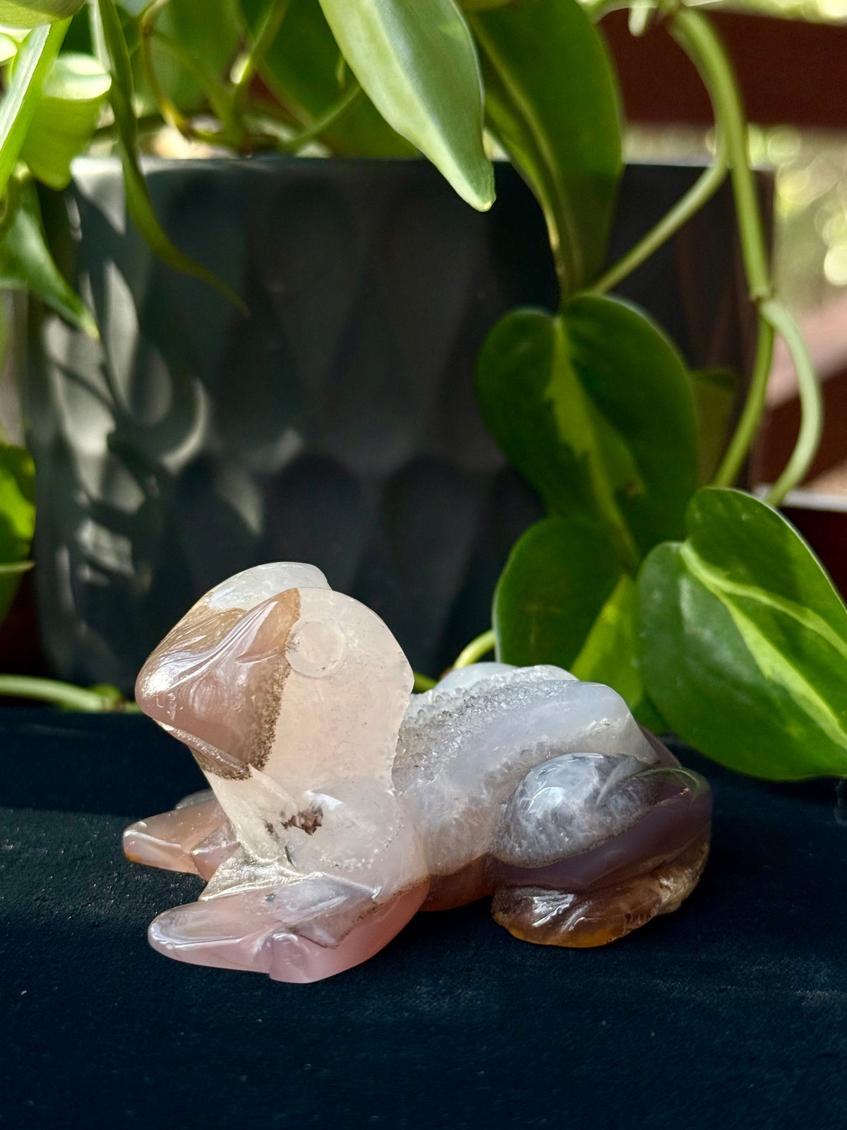 Peruvian agate turtles & frogs