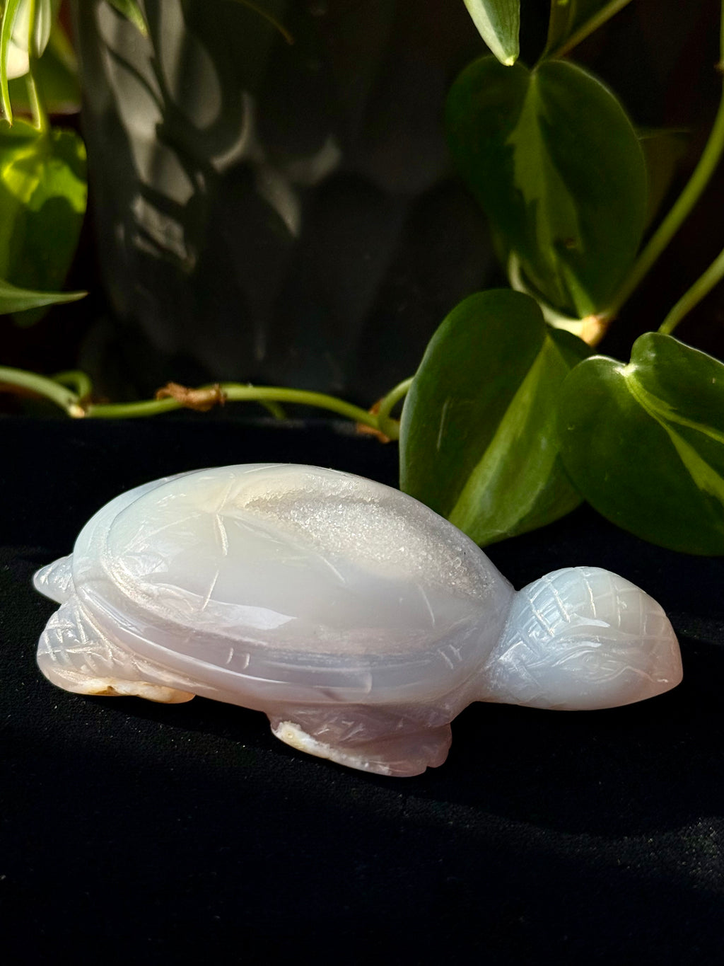 Peruvian agate turtles & frogs