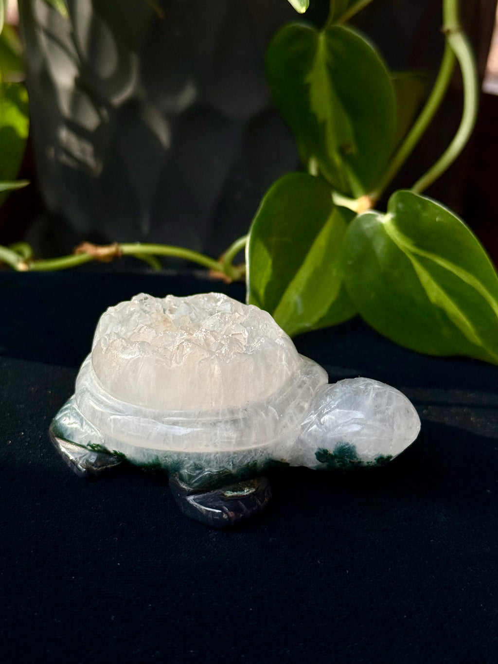 Peruvian agate turtles & frogs