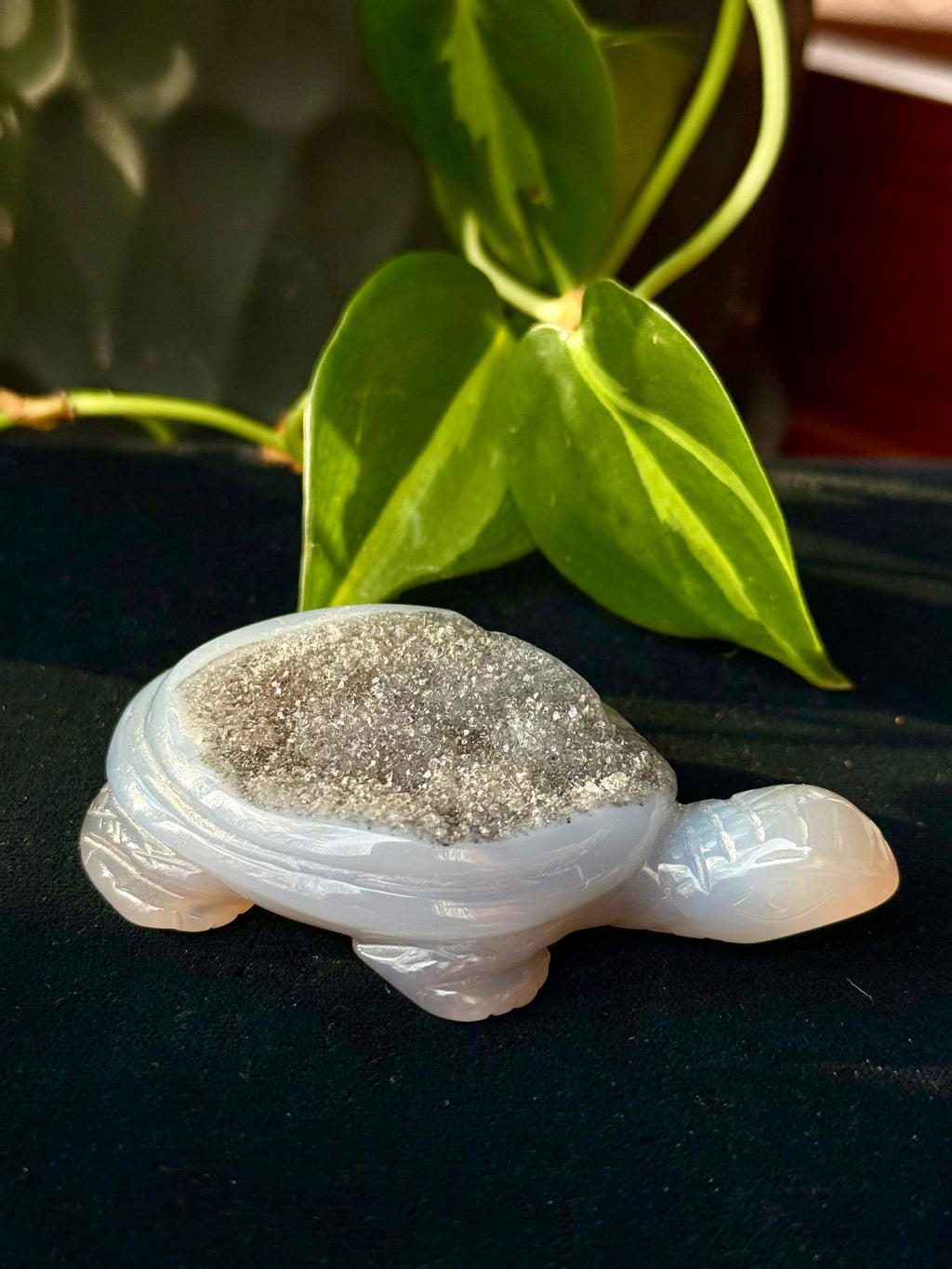 Peruvian agate turtles & frogs